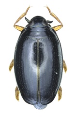 Gyrinus