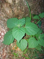 Clerodendrum bungei