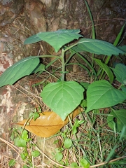 Clerodendrum bungei