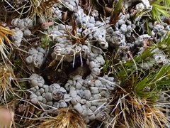 Diderma spumarioides