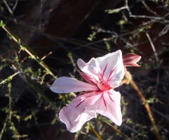 Pelargonium carneum