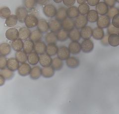 Diderma spumarioides