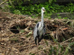 Ardea cinerea