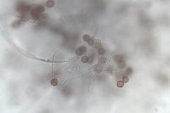 Diderma spumarioides