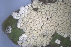 Diderma spumarioides