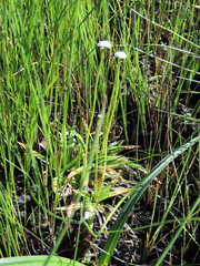 Eriocaulon dregei