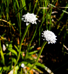 Eriocaulon dregei