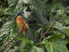 Alcedo atthis