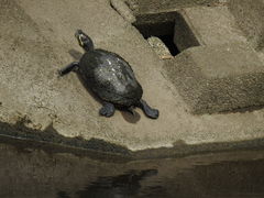 Trachemys scripta elegans