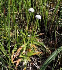 Eriocaulon dregei
