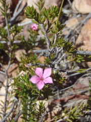 Acmadenia maculata
