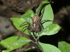 Heteropoda amphora