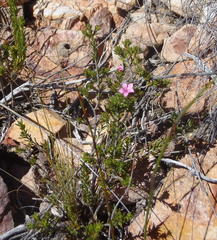 Acmadenia maculata