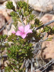 Acmadenia maculata