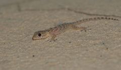 Gekko swinhonis