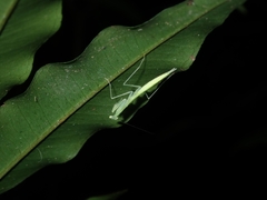 Sinomantis denticulata