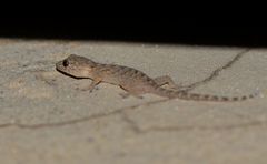 Gekko swinhonis