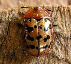 Conchyloctenia punctata