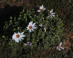 Dimorphotheca cuneata