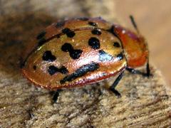 Conchyloctenia punctata