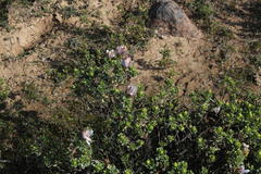 Dimorphotheca cuneata