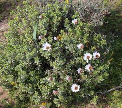 Dimorphotheca cuneata