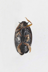 Gyrinus