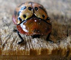 Conchyloctenia punctata