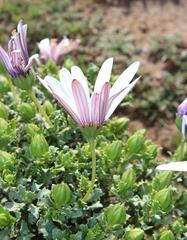 Dimorphotheca cuneata