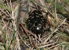 Protaetia brevitarsis