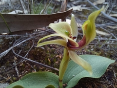Chiloglottis chlorantha