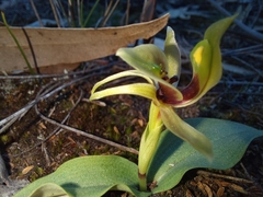 Chiloglottis chlorantha