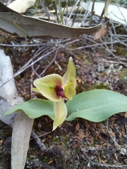 Chiloglottis chlorantha