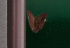 Ricania sublimata