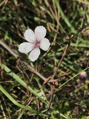 Linum tenuifolium