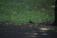 Turdus merula