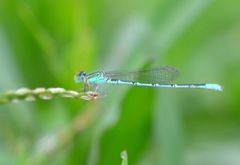 Paracercion hieroglyphicum