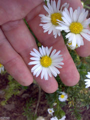 Polyarrhena reflexa reflexa