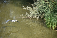 Ardea cinerea