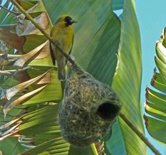 Ploceus velatus velatus