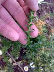 Polyarrhena reflexa reflexa