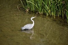 Ardea cinerea