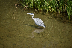 Ardea cinerea