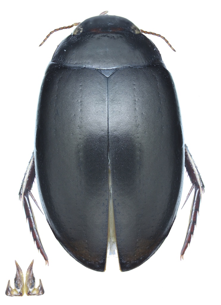 Ilybius subtilis