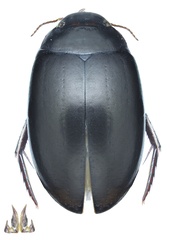 Ilybius subtilis