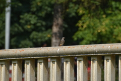 Phoenicurus ochruros