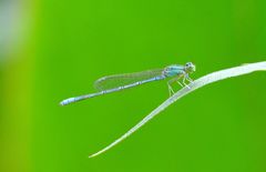 Paracercion hieroglyphicum