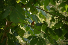 Erithacus rubecula