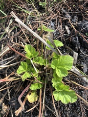 Pelargonium australe