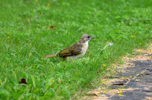 Light-vented Bulbul, photo 8 of 9